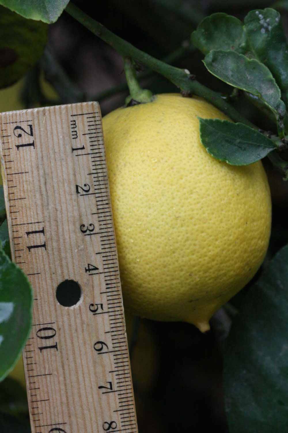              Fruit (Riverside, CA)       